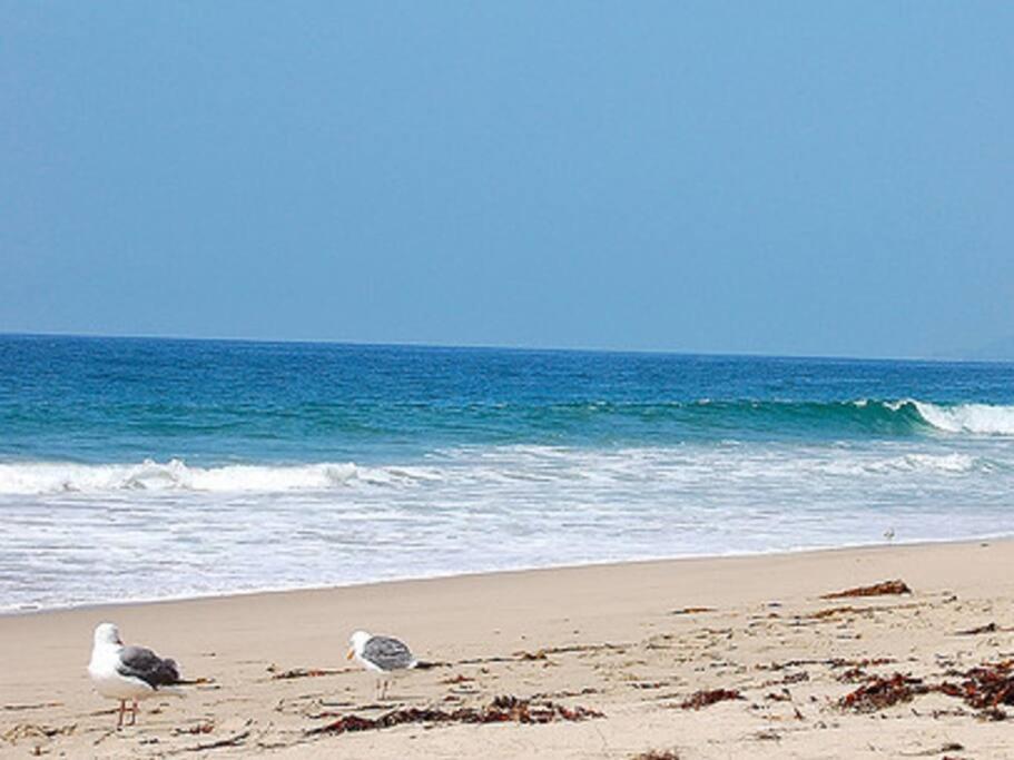 30 Pct Off!! Limited Time! Malibu Charming Getaway With King Bed, Near Beach Zewnętrze zdjęcie